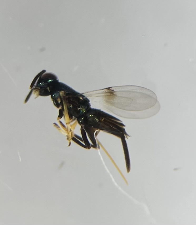 Cerchysius subplanus
