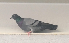 Columba livia