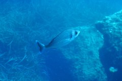 Spondyliosoma cantharus