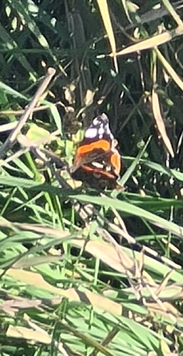 Red Admiral