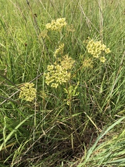 Polytaenia nuttallii