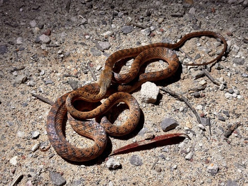 Brown Tree Snake sighting