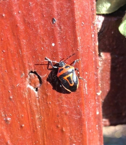 Two-spotted Stink Bug