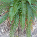 Cliff Sword Fern - Photo (c) Rebecca, some rights reserved (CC BY-NC), uploaded by Rebecca Marschall