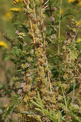 Cuscuta
