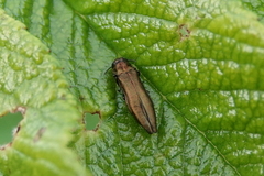 Agrilus cuprescens