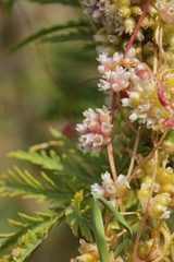 Cuscuta