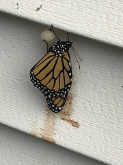 Danaus plexippus
