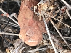 Leprus