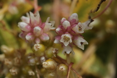 Cuscuta