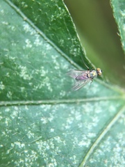 Diaphorinae