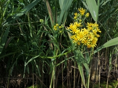 Jacobaea paludosa paludosa