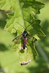 Synanthedon formicaeformis