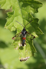 Synanthedon formicaeformis