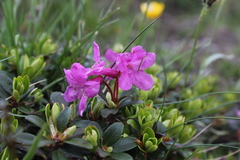 Rhododendron myrtifolium