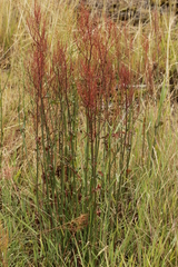 Rumex thyrsiflorus