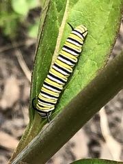 Danaus plexippus