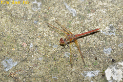 Sympetrum striolatum imitoides