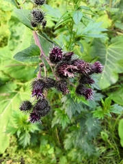 Arctium tomentosum