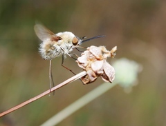 Bombylius