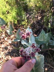 Asclepias californica californica