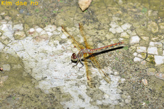 Sympetrum striolatum imitoides