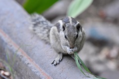 Funambulus pennantii