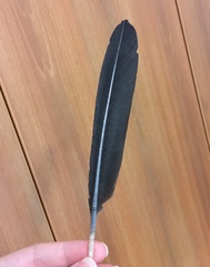 Gulosus aristotelis desmarestii