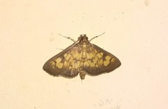 Pardomima