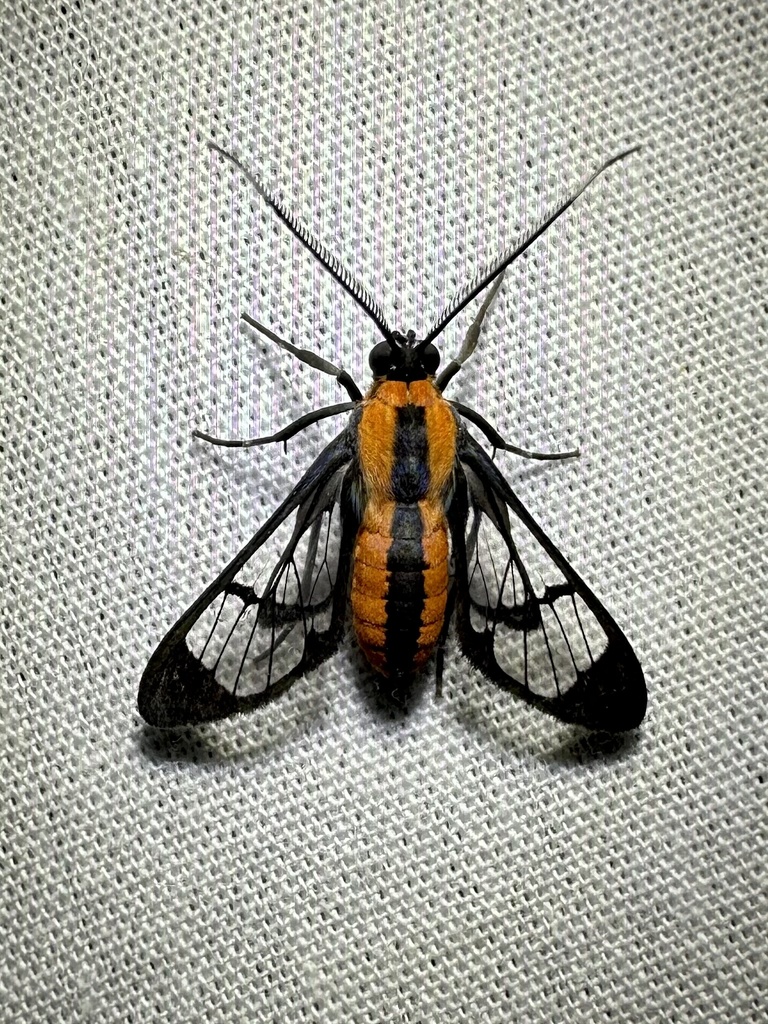 Loxophlebia imitata