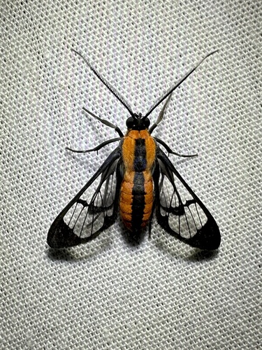 Loxophlebia imitata
