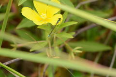 Ischnura denticollis