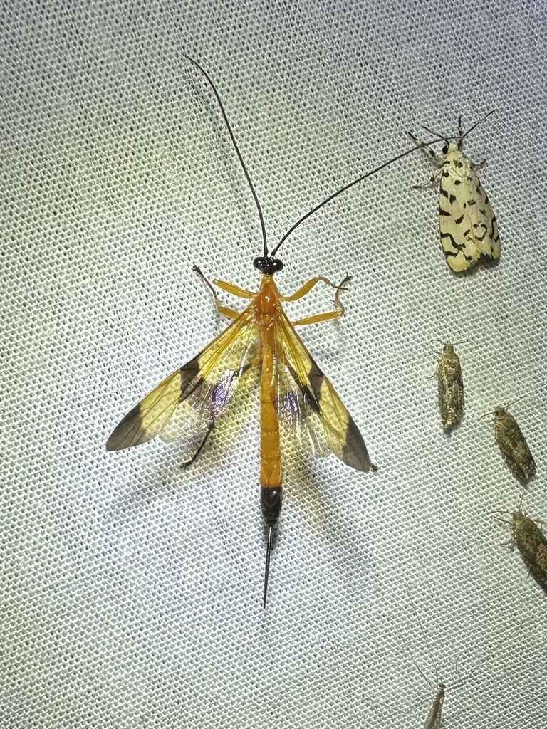 Acrotaphus fasciatus