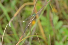 Ischnura denticollis