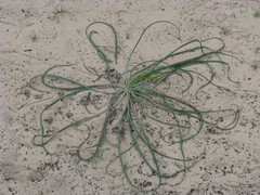 Tragopogon ucrainicus