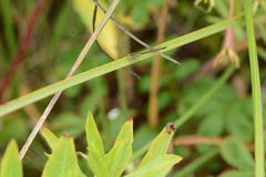 Ischnura denticollis