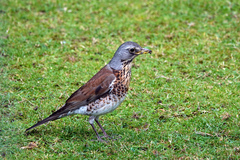 Turdus pilaris