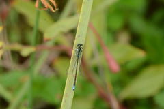 Ischnura denticollis