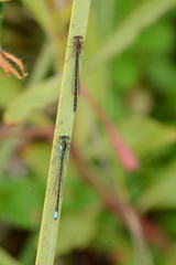 Ischnura denticollis