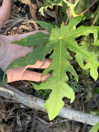 Carica papaya