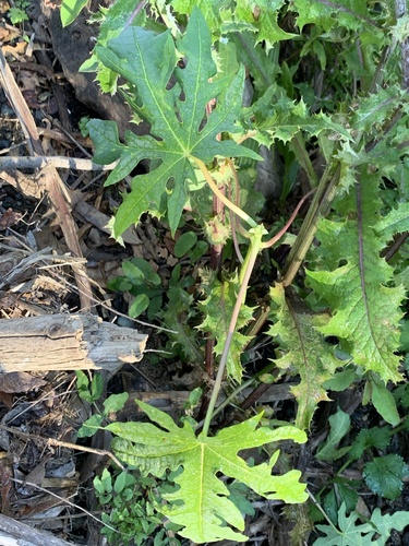 Carica papaya
