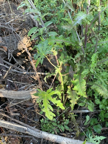 Carica papaya