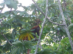Alouatta macconnelli