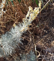 Artemisia arborescens