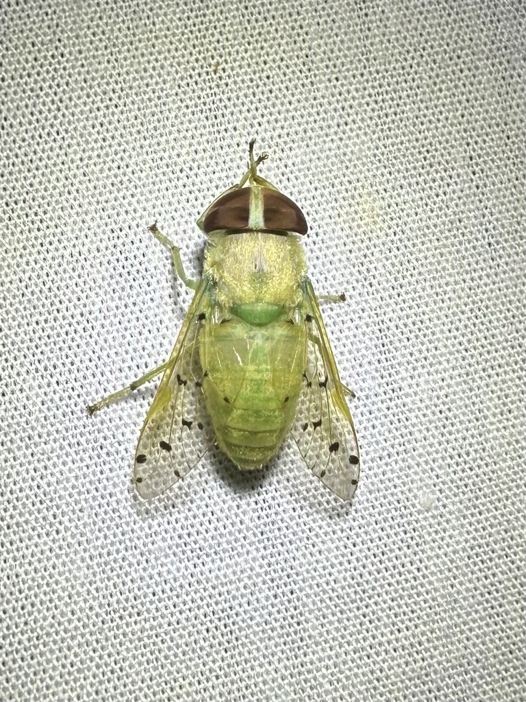 Chlorotabanus mexicanus
