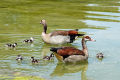 Alopochen aegyptiaca