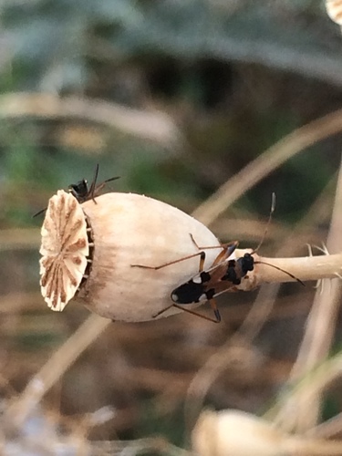 Beosus quadripunctatus photographed in Kosovo