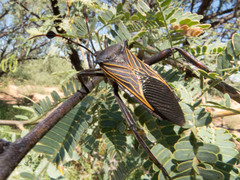 Pachylis neocalifornicus