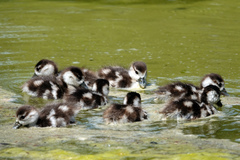 Alopochen aegyptiaca