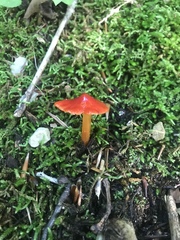 Hygrocybe